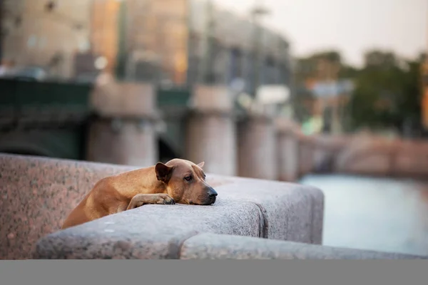 Dog in the city. Pet for a walk. Thai ridgeback put his paws on the parapet. architecture, embankment, St. Petersburg — стоковое фото