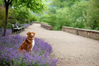 dog in the park near clubs with flowers. Nova Scotia Duck Tolling Retriever in lavender. Pet in nature