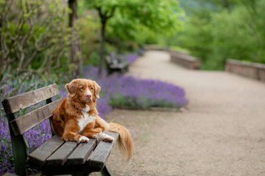 dog in the park near clubs with flowers. Nova Scotia Duck Tolling Retriever in lavender. Pet in nature