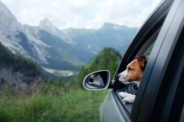 Ride with a dog in the car. Traveling with a pet. Jack Russell Terrier at the wheel. Adventure in the mountains — Stockfoto