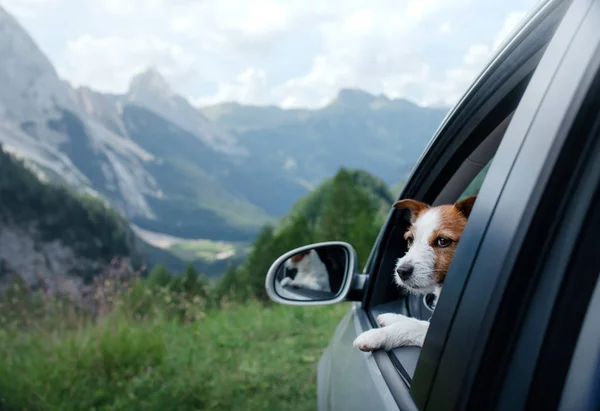 Ride with a dog in the car. Traveling with a pet. Jack Russell Terrier at the wheel. Adventure in the mountains — Stockfoto