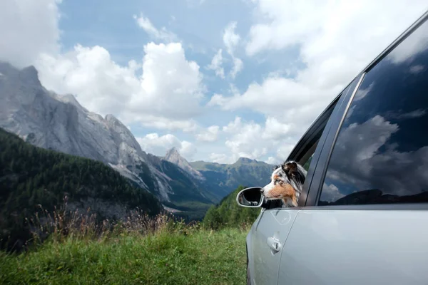 Wycieczka z psem w samochodzie. Podróżuje ze zwierzątkiem. Niebieski merle owczarek australijski za kierownicą. Przygoda w górach — Zdjęcie stockowe