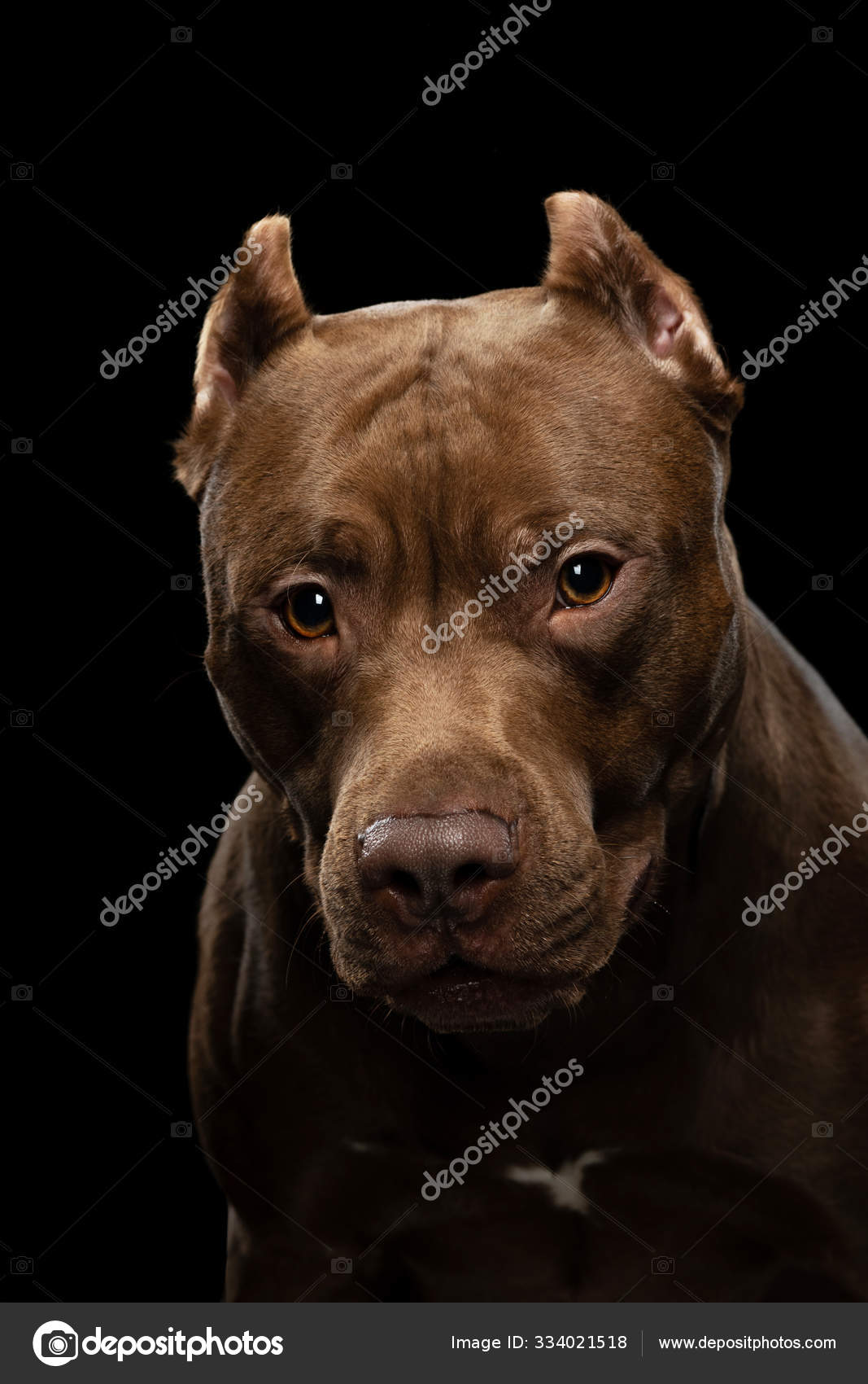 portrait de chien. chien au nez noir. 13057004 Photo de stock chez Vecteezy, image size:1067x1700