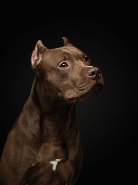 Koyu bir arka planda pitbull terrier köpeği. Stüdyoda bir evcil hayvanın portresi. Ciddi hayvan.