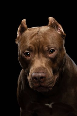 Koyu bir arka planda pitbull terrier köpeği. Stüdyoda bir evcil hayvanın portresi. Ciddi hayvan.