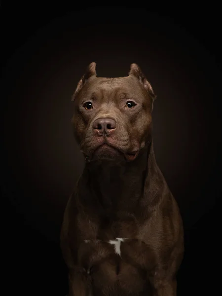 Koyu bir arka planda pitbull terrier köpeği. Stüdyoda bir evcil hayvanın portresi. Ciddi hayvan. — Stok fotoğraf