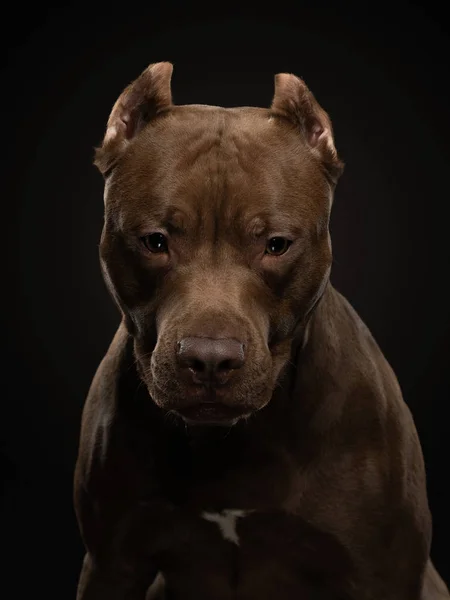 Pit Bull Terrier perro sobre un fondo oscuro. Retrato de una mascota en el estudio. Animales graves — Foto de Stock