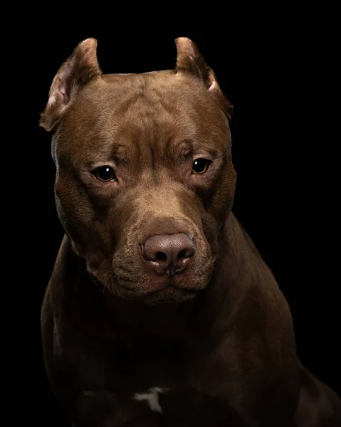 Chien Pit Bull Terrier sur fond sombre. Portrait d'un animal de compagnie en studio. Animal sérieux — Photo