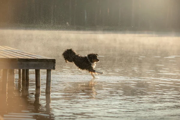 Собака прыгает в воду. Австралийская овчарка на деревянной дорожке на озере. Животное в природе — стоковое фото