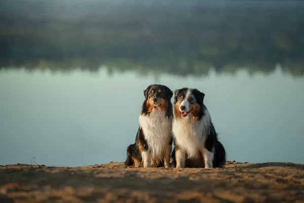 Δύο σκυλιά κάθονται μαζί στη λίμνη. Ταξιδεύοντας με ένα κατοικίδιο ζώο, περιπέτεια. Αυστραλιανός Ποιμενικός στη φύση — Φωτογραφία Αρχείου