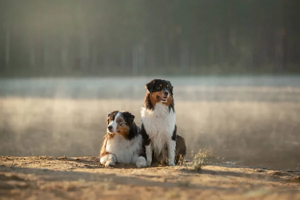 Two dogs are sitting together on the lake. Traveling with a pet, adventure. Australian Shepherd in Nature — Stock Photo, Image