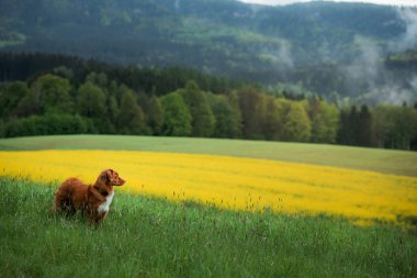 Dağlık arazide sarı bir tecavüz tarlasında köpek. Doğadaki Nova Scotia Duck Tolling Retriever. Hayvan Seyahati