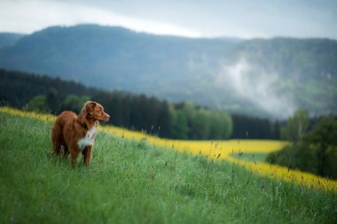 Dağlık arazide sarı bir tecavüz tarlasında köpek. Doğadaki Nova Scotia Duck Tolling Retriever. Hayvan Seyahati