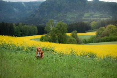 Dağlık arazide sarı bir tecavüz tarlasında köpek. Doğadaki Nova Scotia Duck Tolling Retriever. Hayvan Seyahati