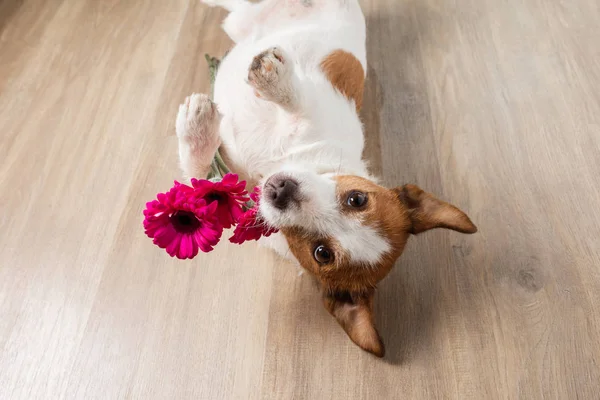 Perro con una flor. Día de San Valentín. Divertido Jack Russell Terrier. Mascotas en casa juega — Foto de Stock