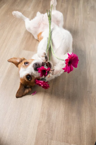 Perro con una flor. Día de San Valentín. Divertido Jack Russell Terrier. Mascotas en casa juega — Foto de Stock