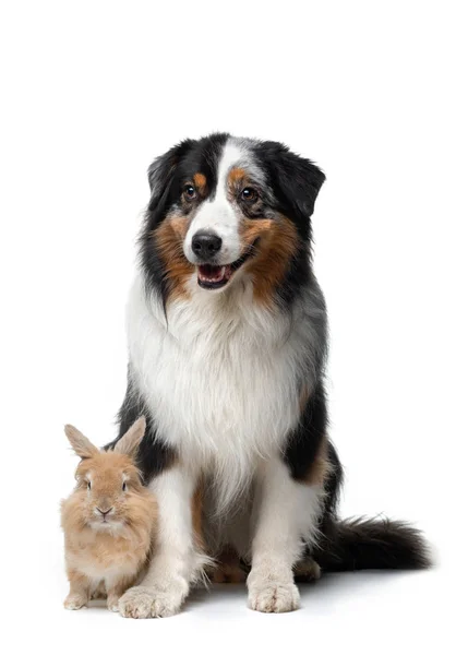 Hund mit Kaninchen auf weißem Hintergrund. zwei Tiere zusammen. Haustierfreundschaft — Stockfoto