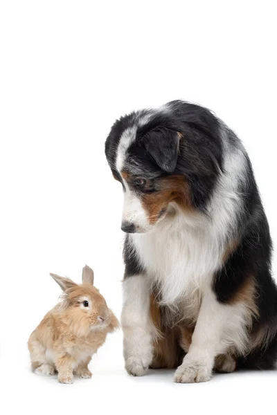 Hund mit Kaninchen auf weißem Hintergrund. zwei Tiere zusammen. Haustierfreundschaft — Stockfoto