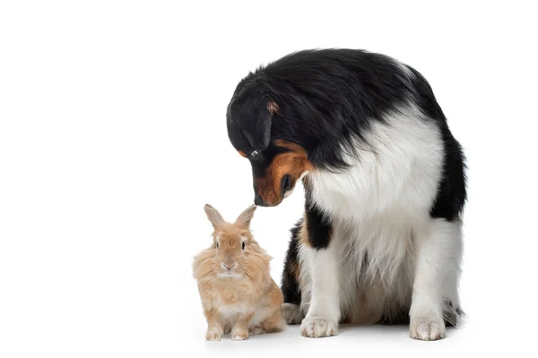 Hund mit Kaninchen auf weißem Hintergrund. zwei Tiere zusammen. Haustierfreundschaft — Stockfoto