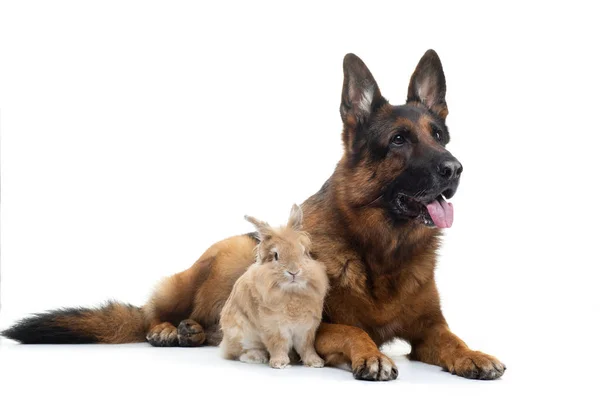 Cão com um coelho sobre um fundo branco. dois animais juntos. Pet amizade — Fotografia de Stock