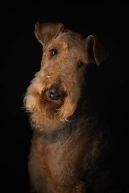 Airedale Terrier 'in karanlık bir geçmişi var. Stüdyo ışığında güzel bir hayvan portresi
