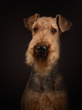 Airedale Terrier 'in karanlık bir geçmişi var. Stüdyo ışığında güzel bir hayvan portresi