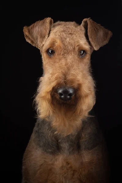 黑暗背景下的Airedale Terrier 。画室光线下美丽的动物肖像 — 图库照片