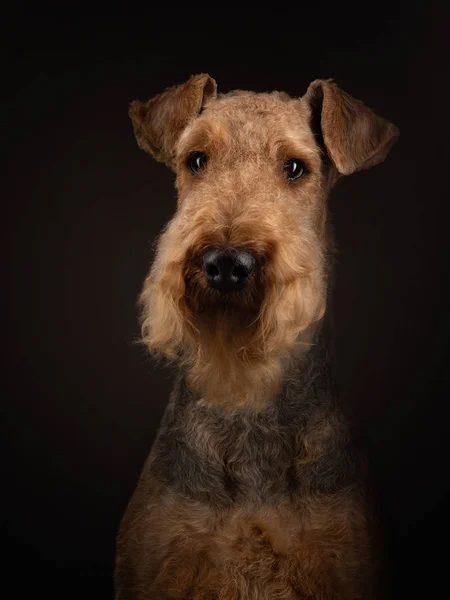 Airedale Terrier sur un fond sombre. beau portrait animal en studio lumière — Photo