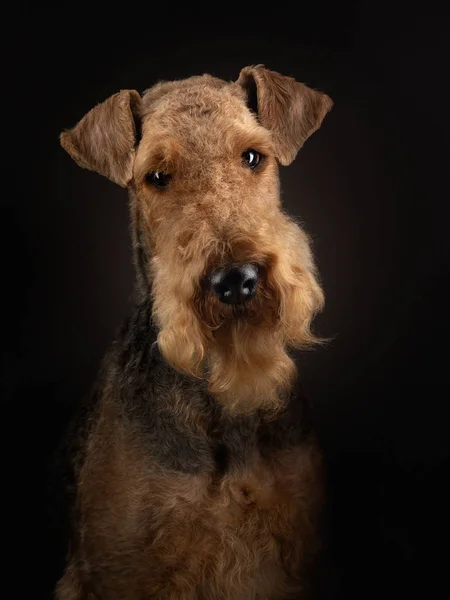 黑暗背景下的Airedale Terrier 。画室光线下美丽的动物肖像 — 图库照片