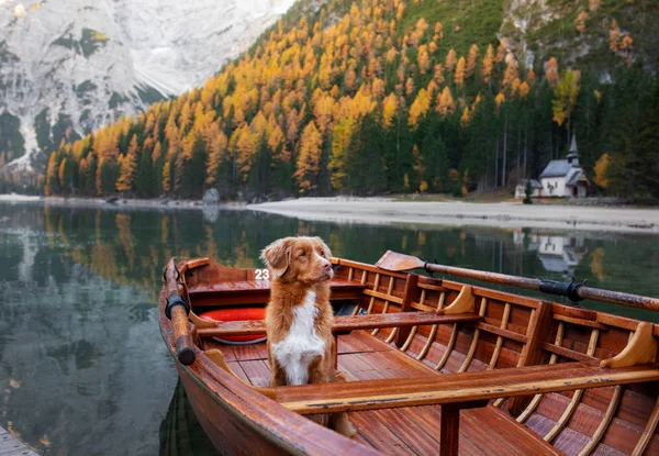Hund i en båt på sjön. Nova Scotia Duck Tolling Retriever i naturen. Reser med husdjur till Italien, Lago di Braies — Stockfoto