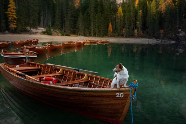 Göldeki bir teknede köpek. Jack Russell Terrier doğada. Bir evcil hayvanla İtalya 'ya seyahat eden, Lago di Braies — Stok fotoğraf