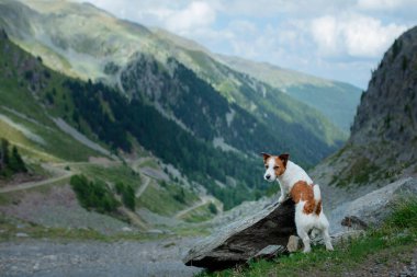 Dağlarda küçük bir köpek. Jack Russell Terrier doğada. İtalyan Dolomitleri. Bir evcil hayvanla yürüyüş.