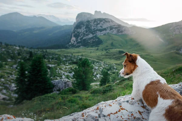 Маленькая собачка в горах. Джек Рассел Терьер в "Природе". Итальянские Доломиты. пешие походы с домашним животным — стоковое фото