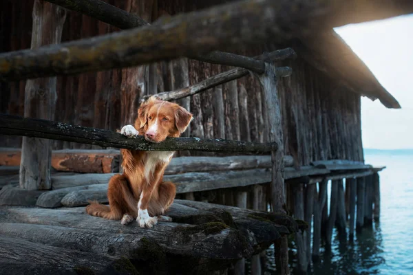 Cane alla casa di legno sul mare. Viaggiare con un animale domestico. Nuova Scozia Duck Tolling Retriever in natura — Foto Stock