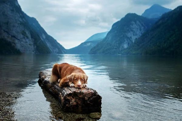Hund vid fjällsjön. Reser med ett husdjur. semesterresa. Nova Scotia Retriever i naturen. — Stockfoto