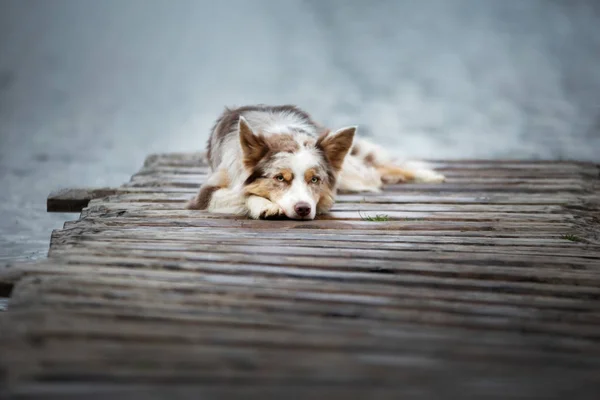 Pes leží na dřevěném molu u jezera. Procházky s domácím mazlíčkem, zdravý životní styl, cestování — Stock fotografie