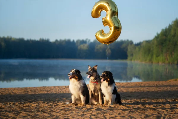 สามสุนัขพร้อมกับลูกโป่งบนชายหาด สัตว์เลี้ยงวันเกิด, วันหยุด, สนุก . — ภาพถ่ายสต็อก