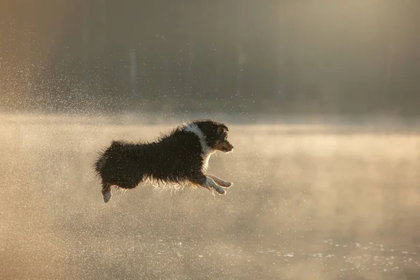 De hond springt in het water. Australische Herder op een houten loopbrug op een meer. Huisdier in de natuur, Beweging, Actie — Stockfoto