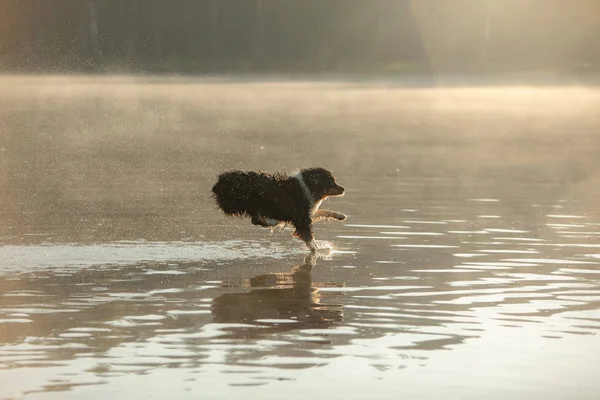 Le chien saute dans l'eau. Berger Australien sur une passerelle en bois sur un lac. Pet in Nature, Mouvement, Action — Photo