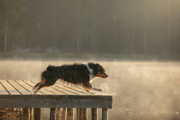 El perro salta al agua. Pastor australiano en una pasarela de madera en un lago. Mascotas en la Naturaleza, Movimiento, Acción — Foto de Stock