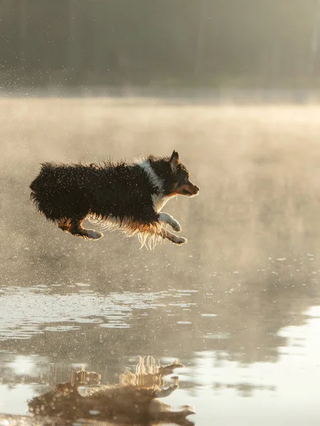 Pes skočí do vody. Australský ovčák na dřevěné lávce u jezera. Domácí mazlíčci v přírodě, Pohyb, Akce — Stock fotografie