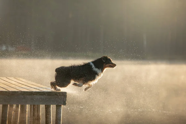 El perro salta al agua. Pastor australiano en una pasarela de madera en un lago. Mascotas en la Naturaleza, Movimiento, Acción — Foto de Stock