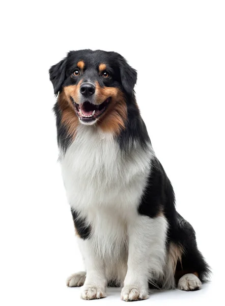 Dog on a white background. Happy pet in the studio. Tricolor Australian Shepherd. — 스톡 사진
