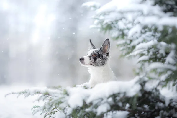 Kutya télen a hóban. Egy határ menti collie portréja a karácsonyfa mellett. Kisállat sétálni.. — Stock Fotó
