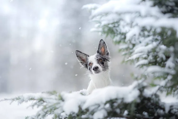 Perro en el invierno en la nieve. Retrato de un collie fronterizo junto al árbol de Navidad. Mascota para un paseo . —  Fotos de Stock