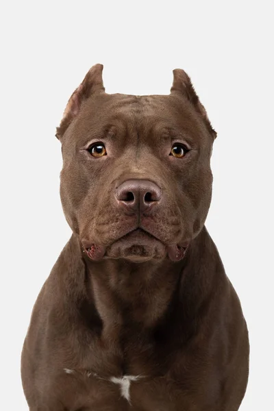 Pit Bull Terrier på en vit bakgrund. Sällskapsdjur i studion. — Stockfoto