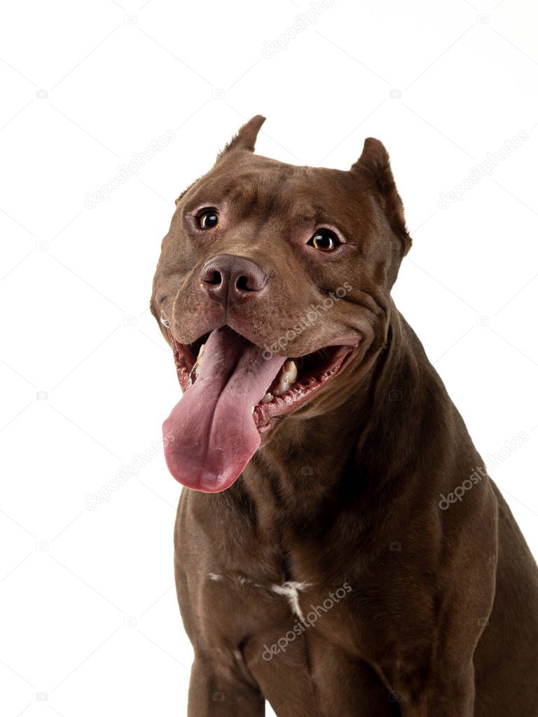 Pit Bull Terrier On A White Background. Pet in the studio.