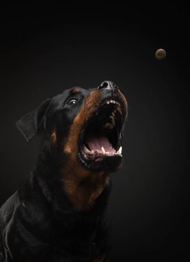 Ağzı açık kızgın bir köpek. Evcil hayvan yiyecek yakalar. Rottweiler tuzakları