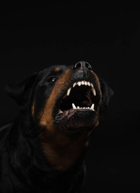 Ağzı açık kızgın bir köpek. Evcil hayvan yiyecek yakalar. Rottweiler tuzakları