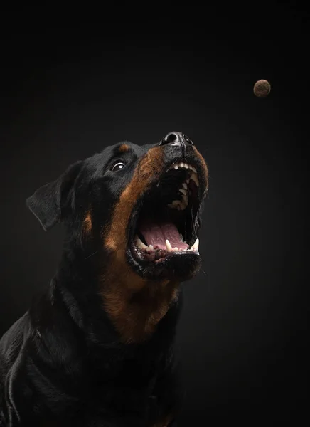 Angry dog with open mouth. Pet catches food. Rottweiler snarls